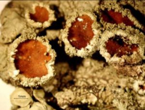 Apoteci sorediati in Flavoparmelia soredians lichene con simbionte algale (clorococcoide) a tallo folioso a lobi stretti